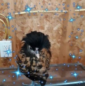 Meet your Posher, Janice